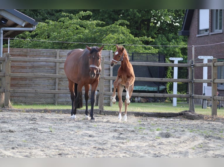 Belgisch Warmbloed Merrie 7 Jaar 168 cm Bruin in Merchtem
