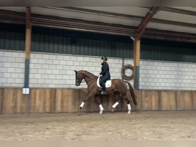 Belgisch Warmbloed Merrie 7 Jaar 168 cm Vos in Oud Gastel