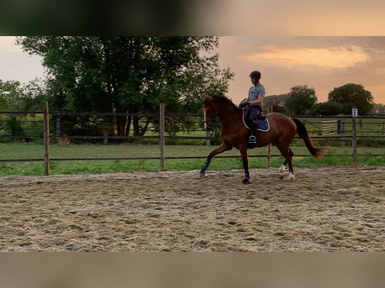 Belgisch Warmbloed Merrie 7 Jaar 170 cm Bruin in Wervik