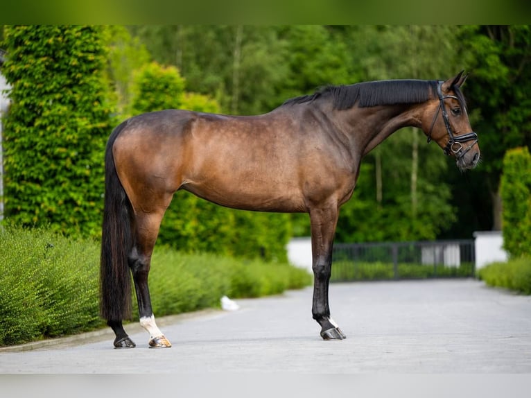 Belgisch Warmbloed Merrie 7 Jaar 170 cm Donkerbruin in Mol