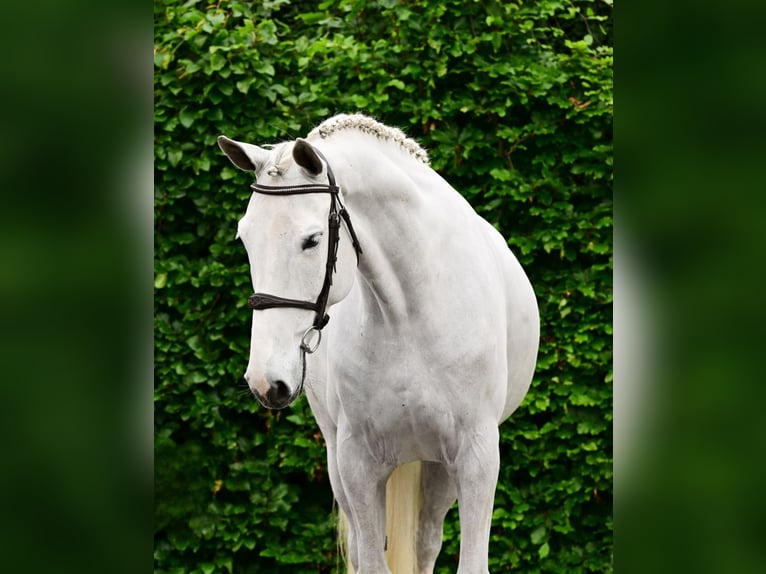 Belgisch Warmbloed Merrie 7 Jaar 171 cm Schimmel in Bladel