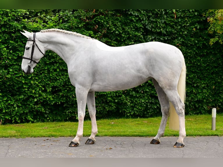 Belgisch Warmbloed Merrie 7 Jaar 171 cm Schimmel in Bladel