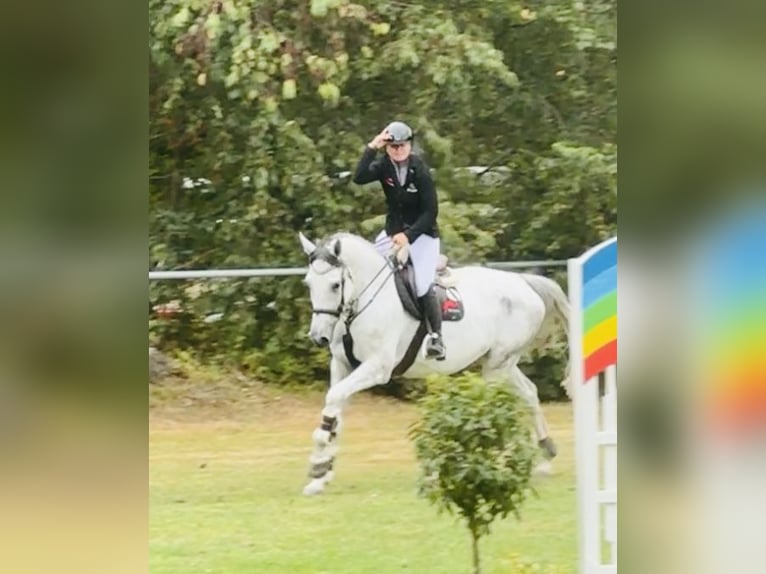 Belgisch Warmbloed Merrie 7 Jaar 176 cm Schimmel in Zeven