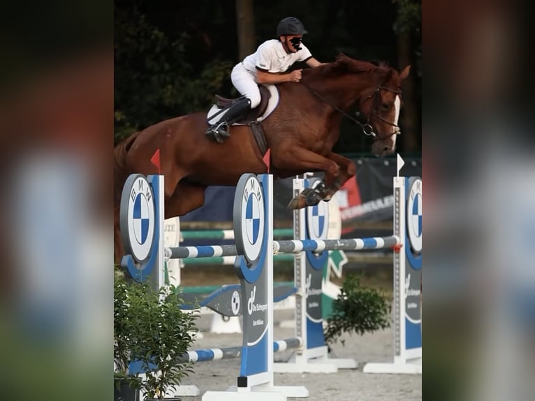 Belgisch Warmbloed Merrie 7 Jaar 178 cm Vos in Berlare