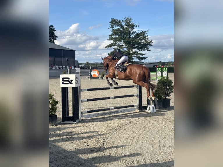 Belgisch Warmbloed Merrie 7 Jaar 178 cm Vos in Berlare