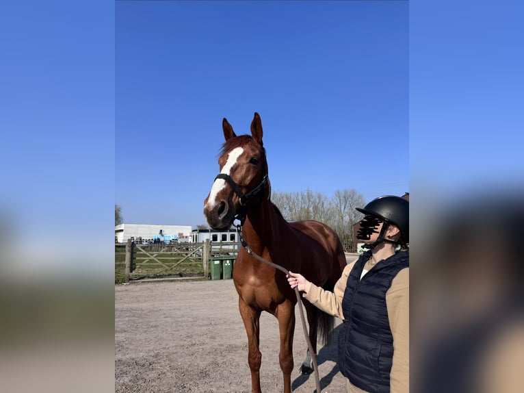 Belgisch Warmbloed Merrie 7 Jaar 178 cm Vos in Berlare