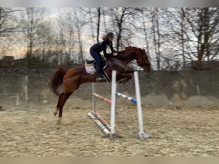Belgisch Warmbloed Merrie 7 Jaar 180 cm Donkere-vos in Brusperk