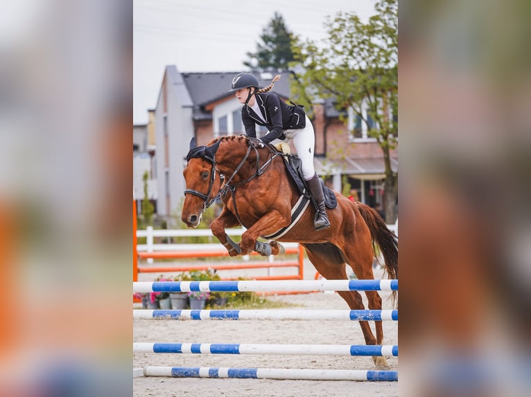 Belgisch Warmbloed Merrie 7 Jaar 180 cm Donkere-vos in Brusperk