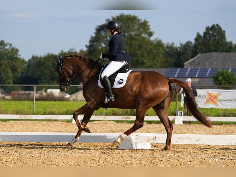 Belgisch Warmbloed Merrie 7 Jaar Vos in Ravels