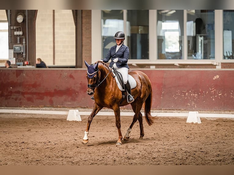 Belgisch Warmbloed Merrie 7 Jaar Vos in Ravels