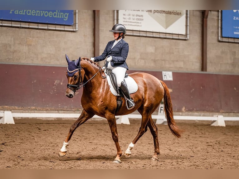 Belgisch Warmbloed Merrie 7 Jaar Vos in Ravels