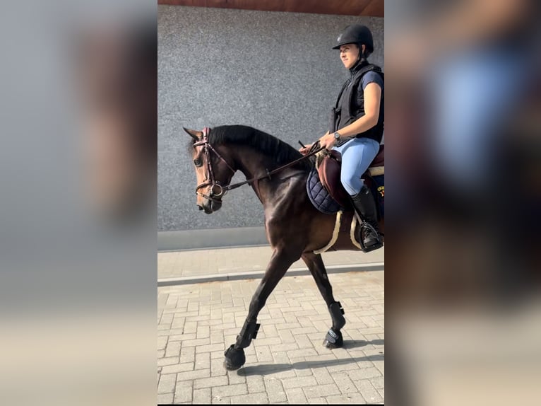 Belgisch Warmbloed Merrie 8 Jaar 143 cm Zwartbruin in Li&#xE8;ge