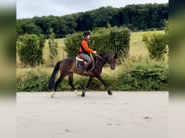 Belgisch Warmbloed Merrie 8 Jaar 144 cm Zwartbruin in Li&#xE8;ge