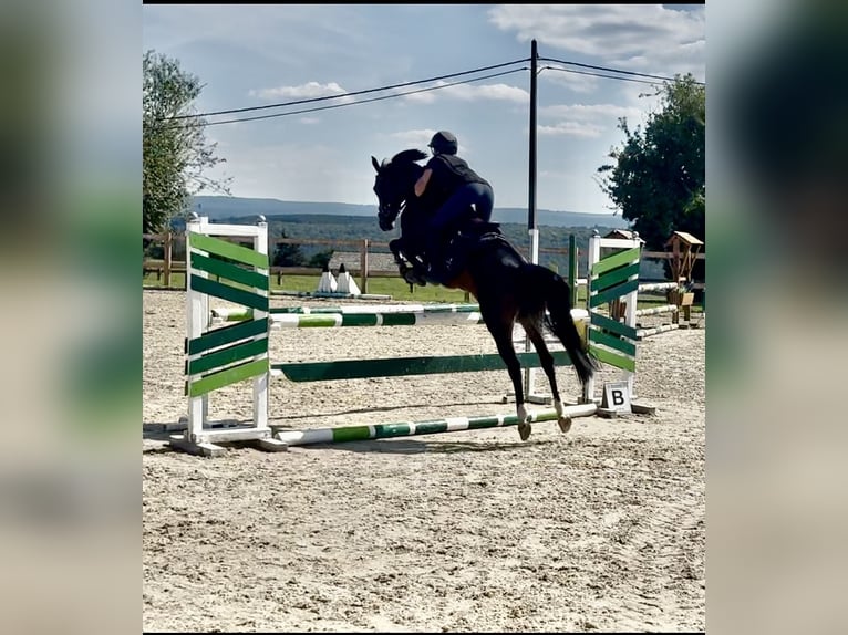 Belgisch Warmbloed Merrie 8 Jaar 144 cm Zwartbruin in Li&#xE8;ge