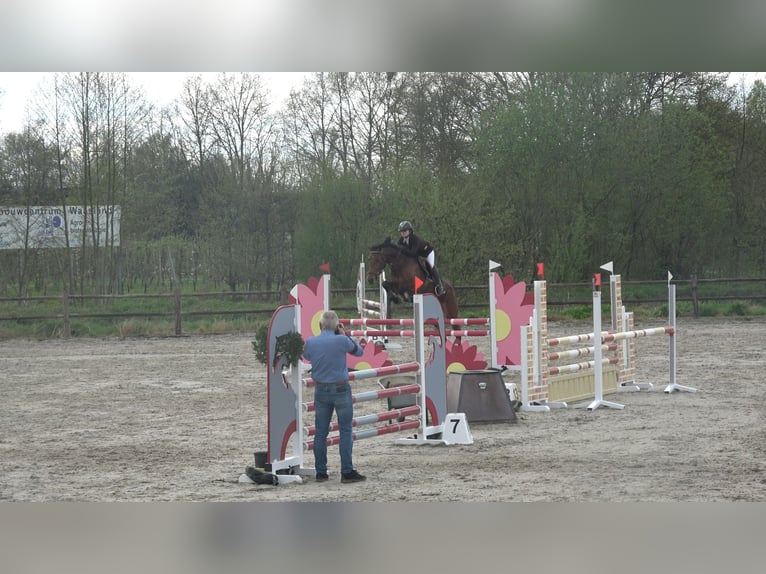 Belgisch Warmbloed Merrie 8 Jaar 162 cm Bruin in Oppuurs