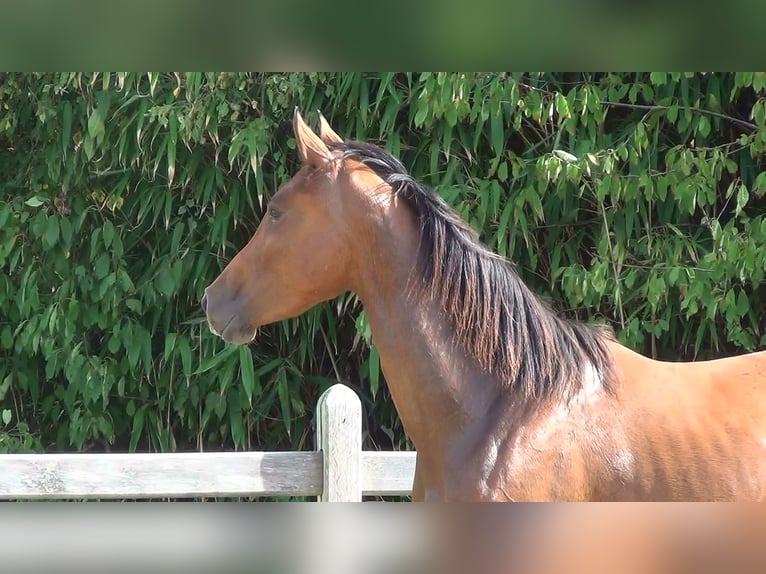 Belgisch Warmbloed Merrie 8 Jaar 162 cm Bruin in Oppuurs