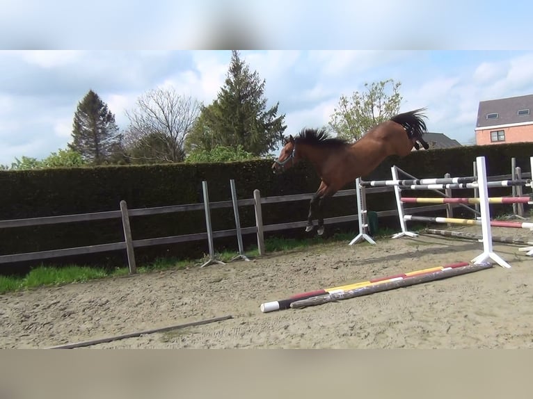 Belgisch Warmbloed Merrie 8 Jaar 162 cm Bruin in Oppuurs