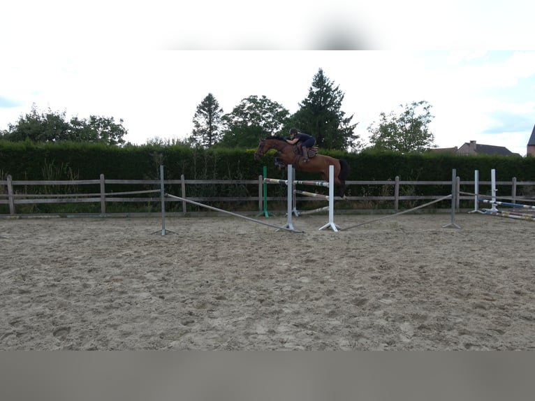 Belgisch Warmbloed Merrie 8 Jaar 162 cm Bruin in Oppuurs