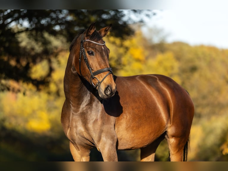 Belgisch Warmbloed Merrie 8 Jaar 163 cm Bruin in Windhagen