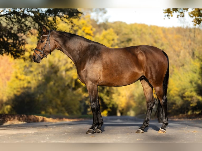 Belgisch Warmbloed Merrie 8 Jaar 163 cm Bruin in Windhagen