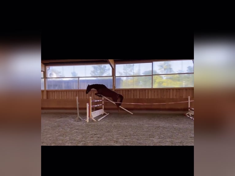 Belgisch Warmbloed Merrie 8 Jaar 164 cm Vos in Krefeld