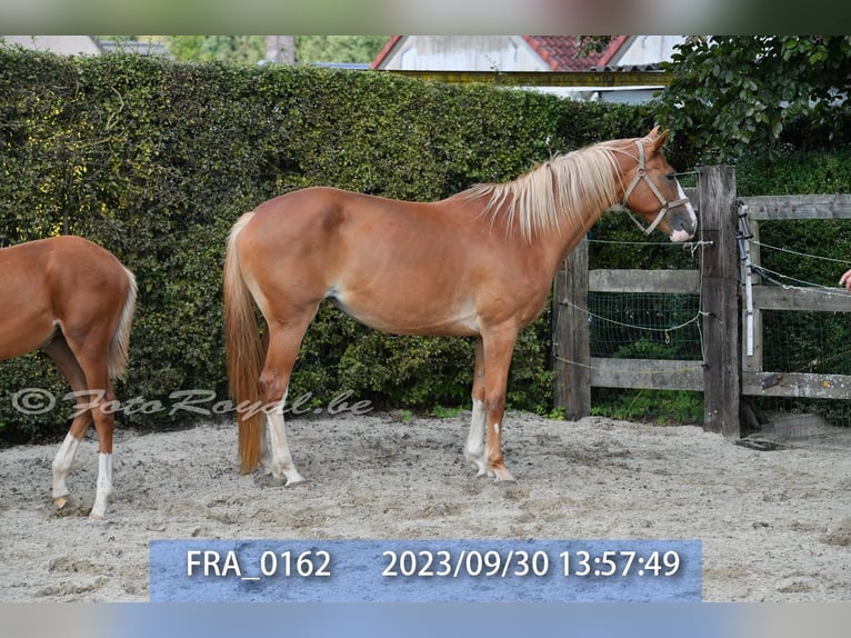 Belgisch Warmbloed Merrie 8 Jaar 165 cm Vos in TERNAT
