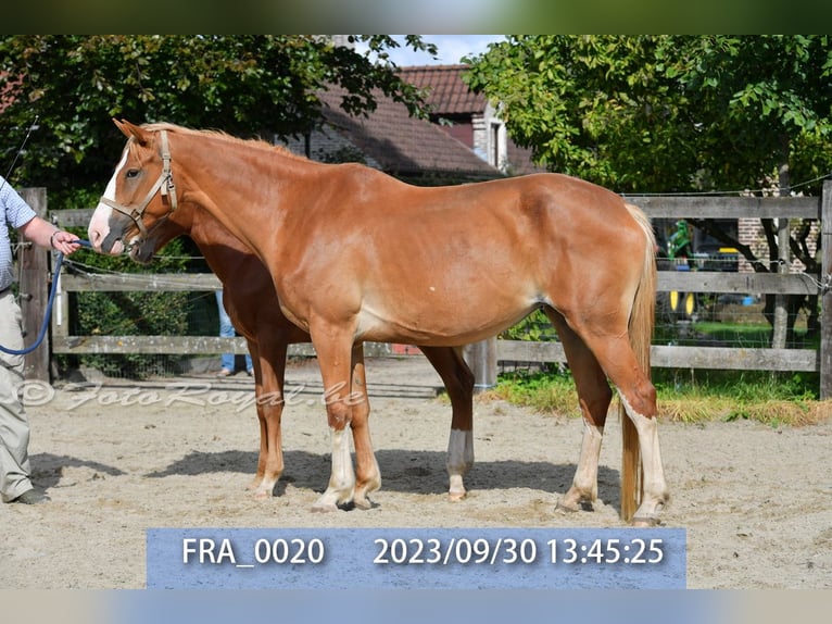 Belgisch Warmbloed Merrie 8 Jaar 165 cm Vos in TERNAT