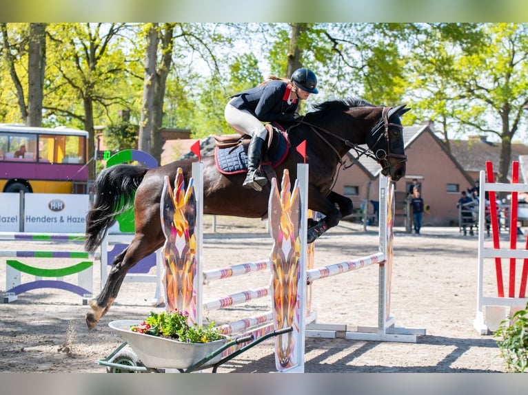 Belgisch Warmbloed Merrie 8 Jaar 166 cm Donkerbruin in Sint-Lambrechts-Herk