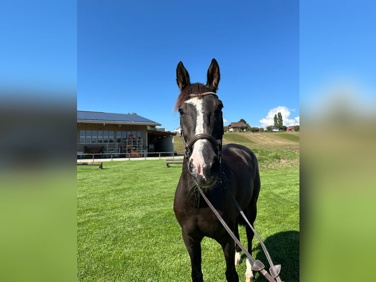 Belgisch Warmbloed Merrie 8 Jaar 168 cm Donkerbruin in Schalunen