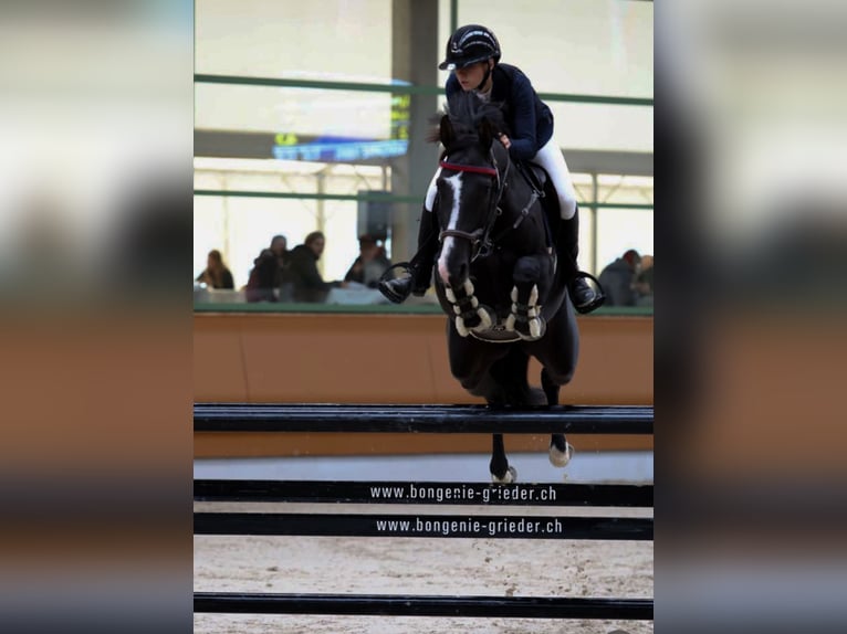 Belgisch Warmbloed Merrie 8 Jaar 168 cm Donkerbruin in Schalunen