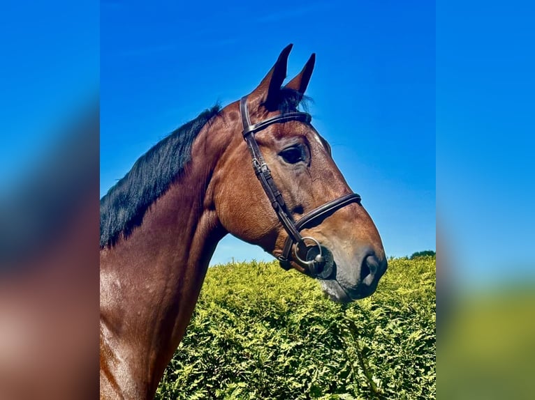 Belgisch Warmbloed Merrie 8 Jaar 168 cm Roodbruin in Bladel