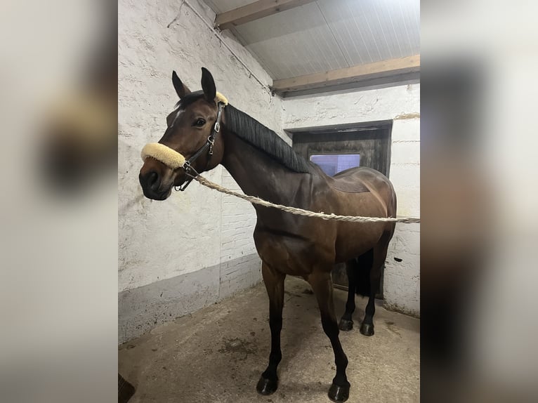 Belgisch Warmbloed Merrie 8 Jaar 169 cm  in Grefrath