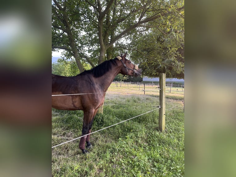Belgisch Warmbloed Merrie 8 Jaar 169 cm  in Grefrath