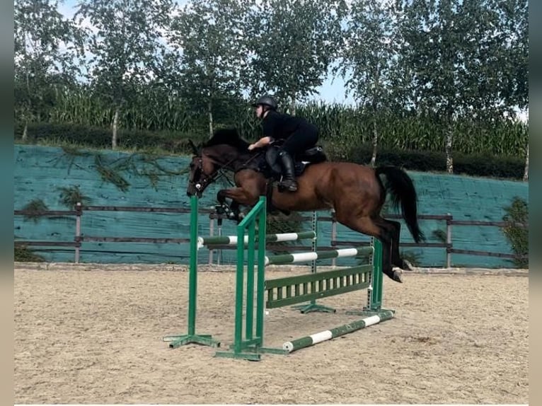 Belgisch Warmbloed Merrie 8 Jaar Roodbruin in Łazy