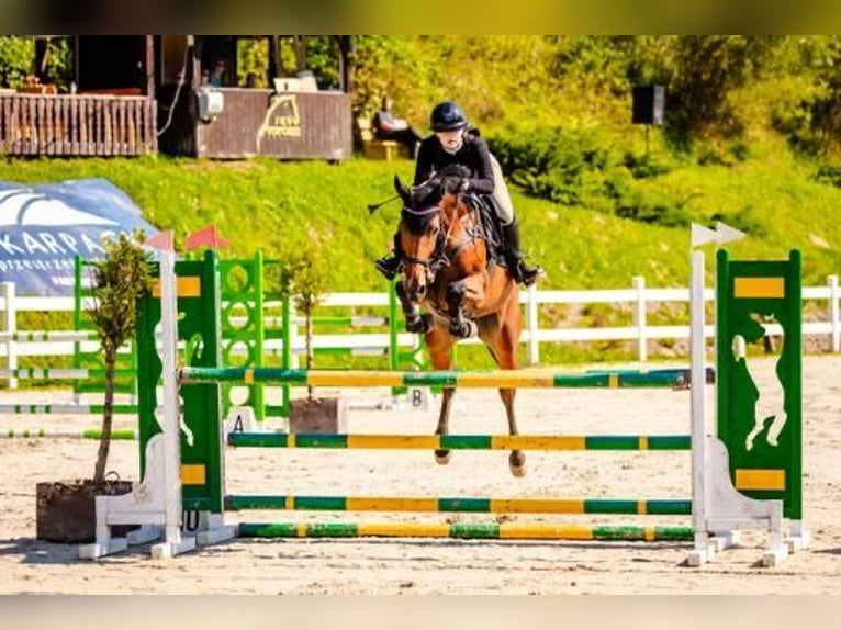 Belgisch Warmbloed Merrie 8 Jaar Roodbruin in Łazy