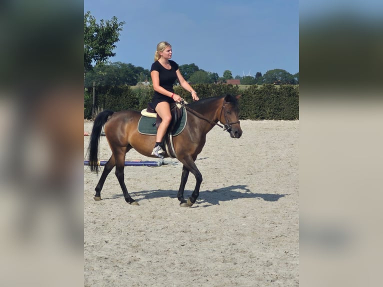 Belgisch Warmbloed Merrie 9 Jaar 136 cm Bruin in Geel