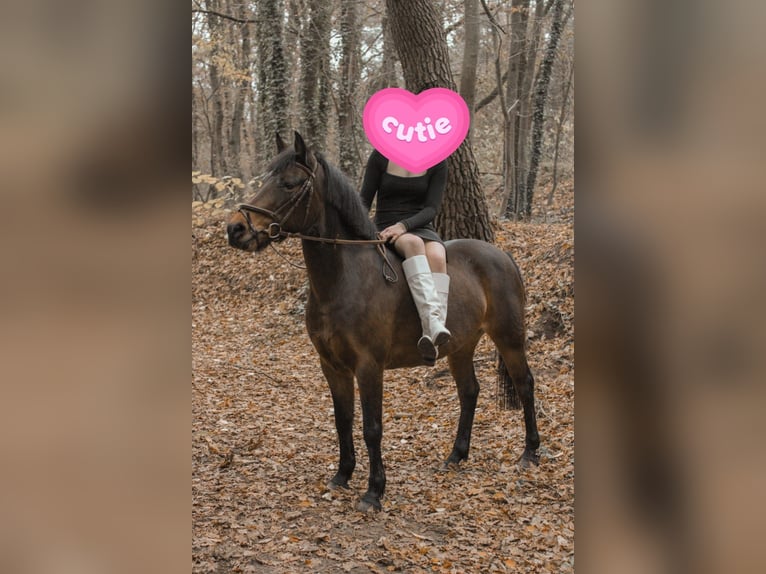 Belgisch Warmbloed Merrie 9 Jaar 136 cm Bruin in Geel