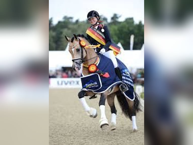 Belgisch Warmbloed Merrie 9 Jaar 144 cm Zwartbruin in Liège