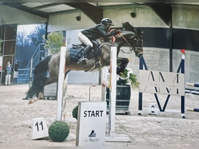 Belgisch Warmbloed Merrie 9 Jaar 144 cm Zwartbruin in Liège