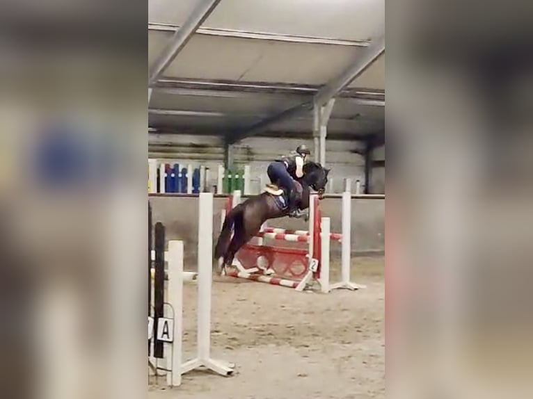 Belgisch Warmbloed Merrie 9 Jaar 144 cm Zwartbruin in Liège