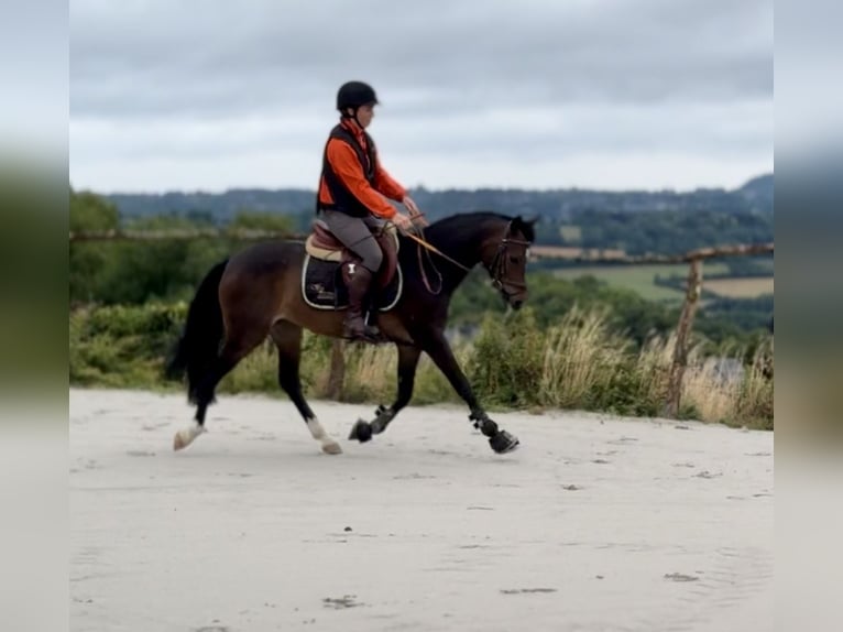 Belgisch Warmbloed Merrie 9 Jaar 144 cm Zwartbruin in Liège