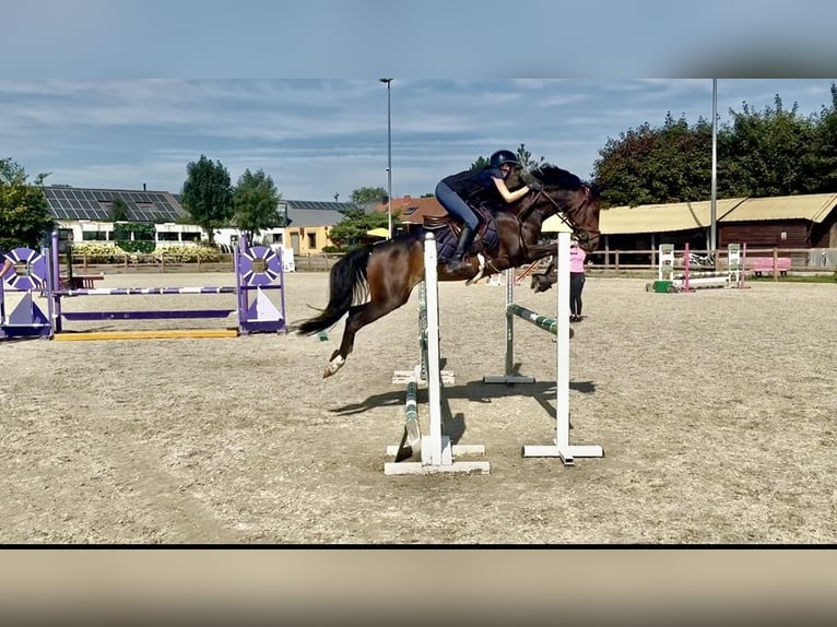 Belgisch Warmbloed Merrie 9 Jaar 144 cm Zwartbruin in Liège