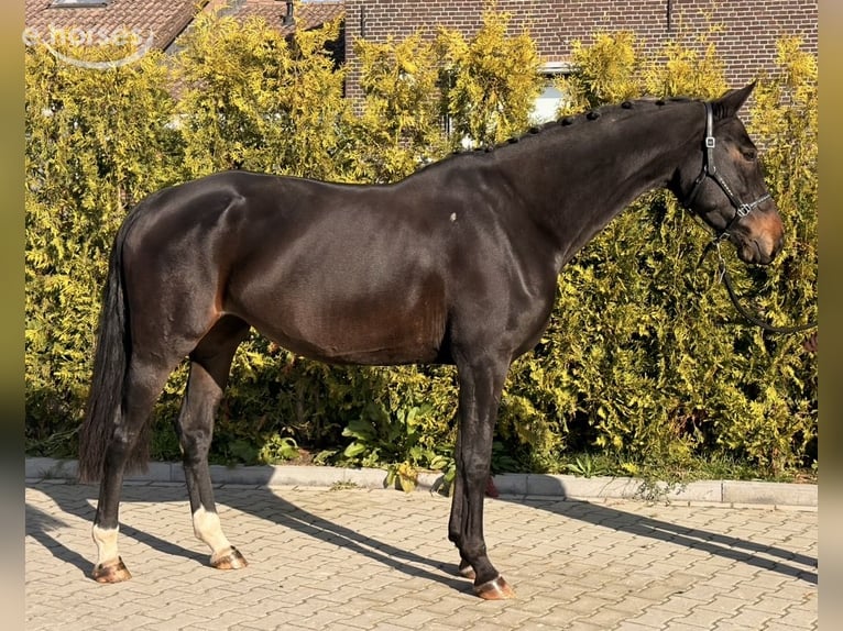 Belgisch Warmbloed Merrie 9 Jaar 164 cm Donkerbruin in Nettetal
