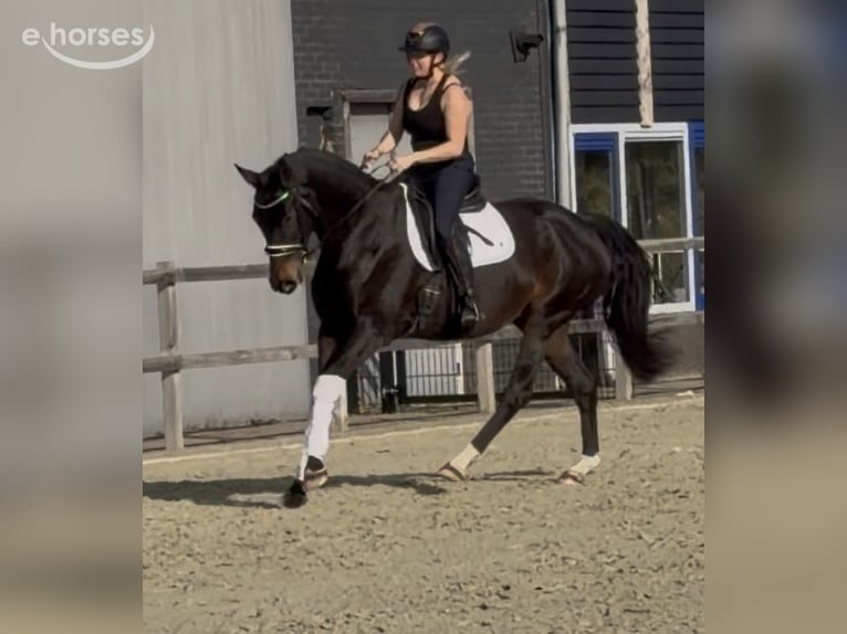 Belgisch Warmbloed Merrie 9 Jaar 164 cm Donkerbruin in Nettetal