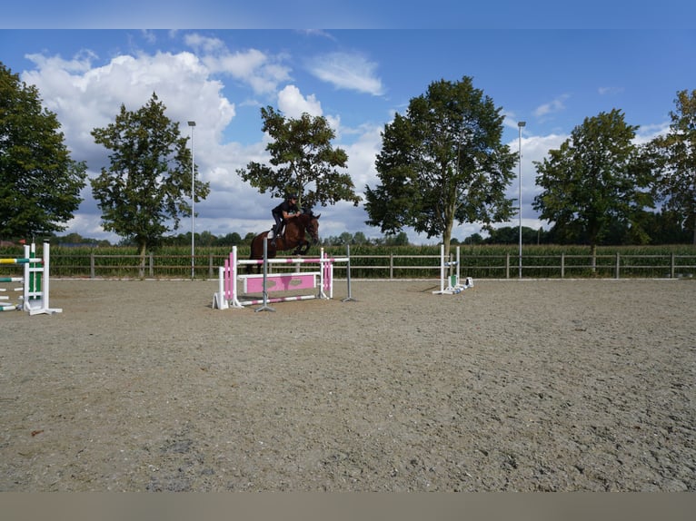 Belgisch Warmbloed Merrie 9 Jaar 165 cm Bruin in Kalmthout