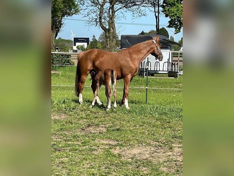 Belgisch Warmbloed Merrie 9 Jaar 165 cm Vos in Marl