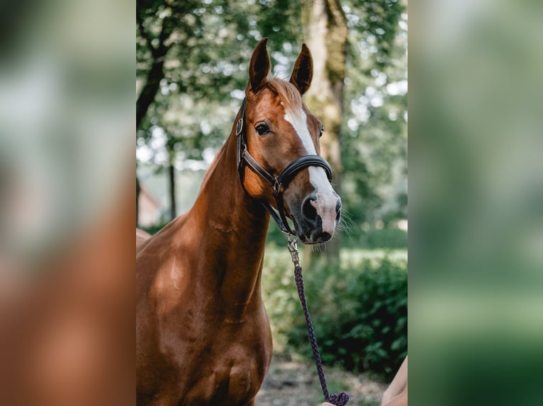 Belgisch Warmbloed Merrie 9 Jaar 165 cm Vos in Marl