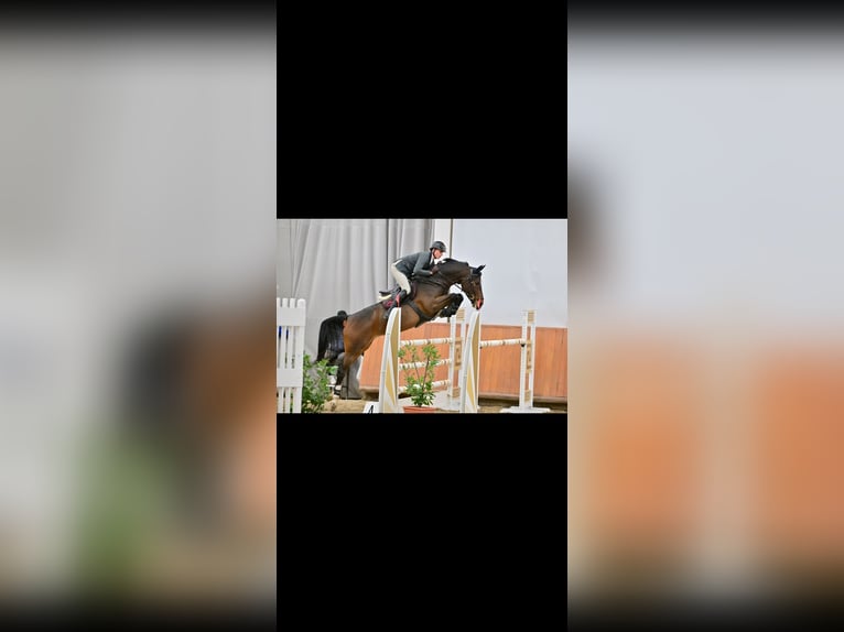 Belgisch Warmbloed Merrie 9 Jaar 167 cm Donkerbruin in Domony