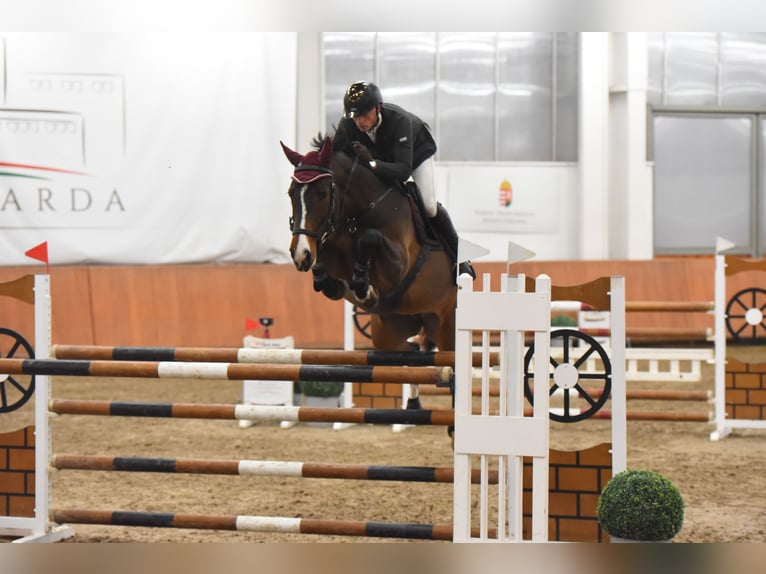 Belgisch Warmbloed Merrie 9 Jaar 167 cm Donkerbruin in Domony