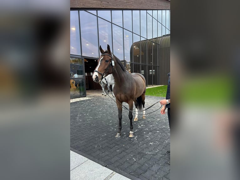 Belgisch Warmbloed Merrie 9 Jaar 167 cm Donkerbruin in Domony